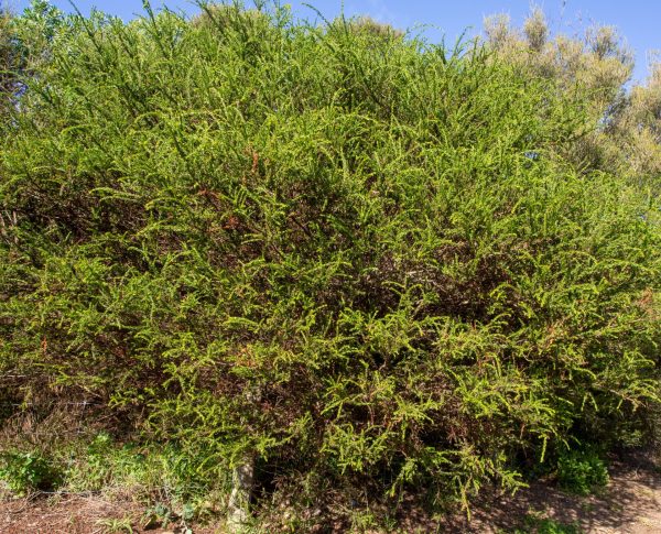 Hedge Wattle Swan Bay Environment