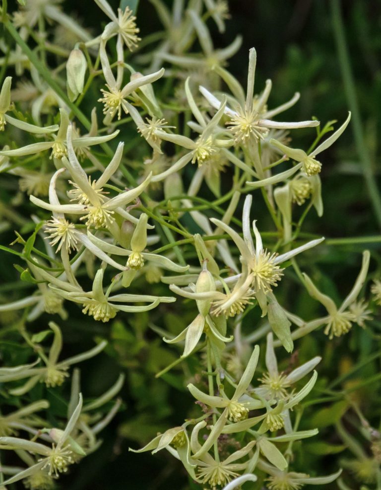 Small-leaved Clematis | Swan Bay Environment