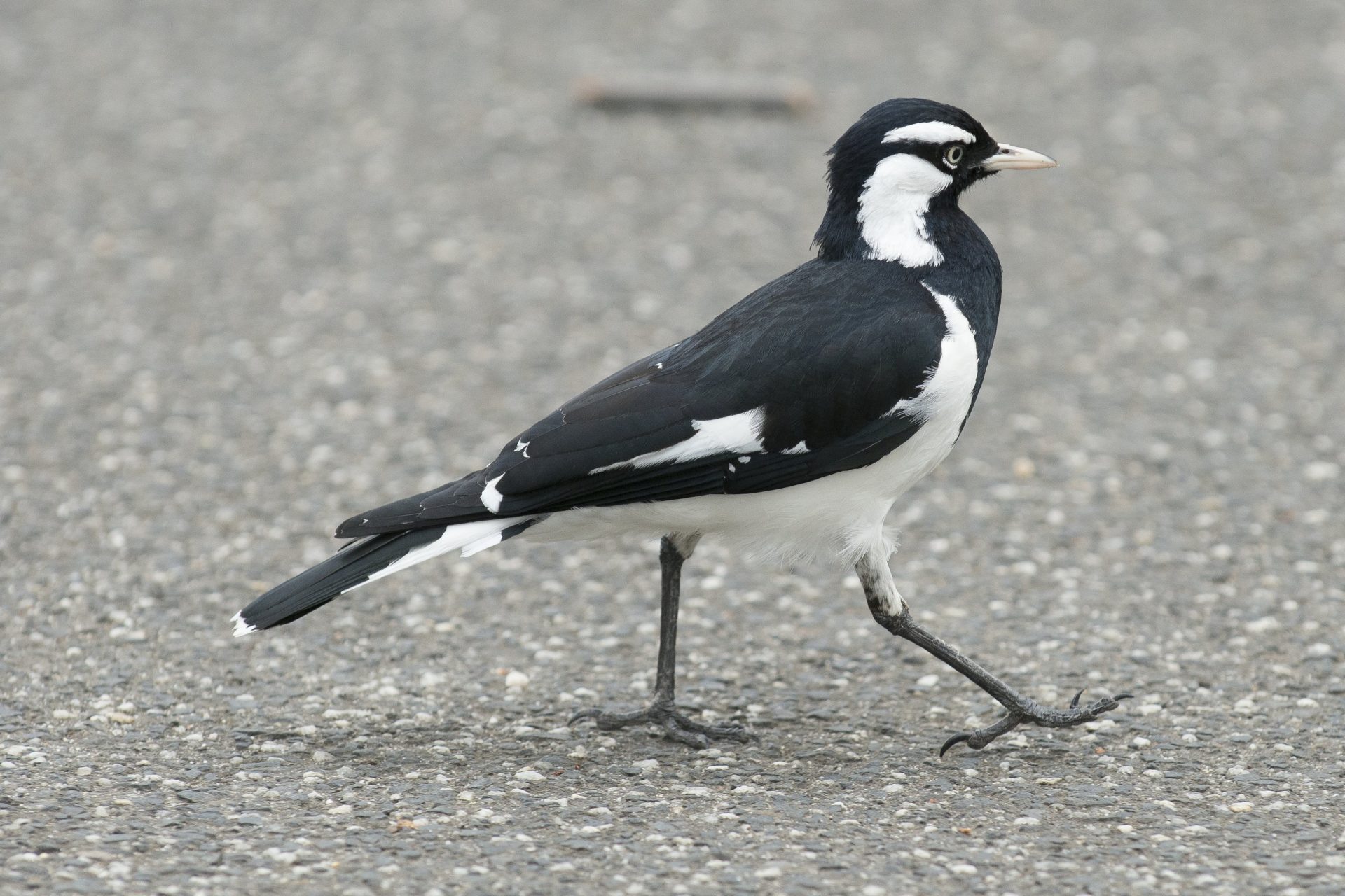 Large birds | Swan Bay Environment