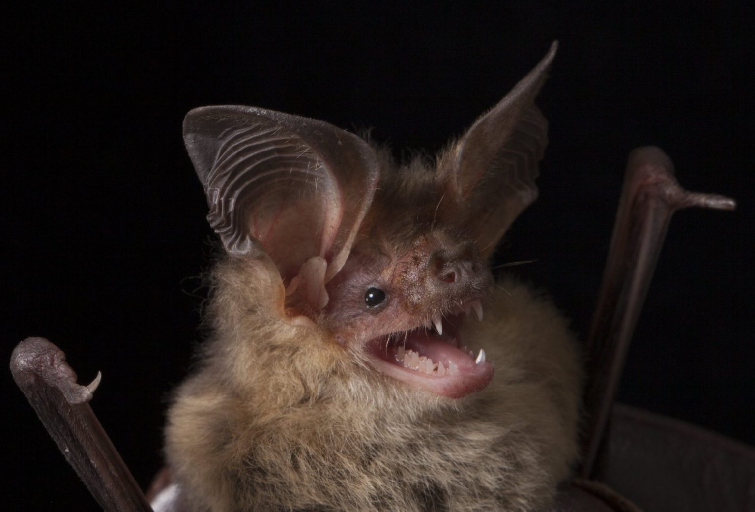 Lesser Long-eared Bat | Swan Bay Environment