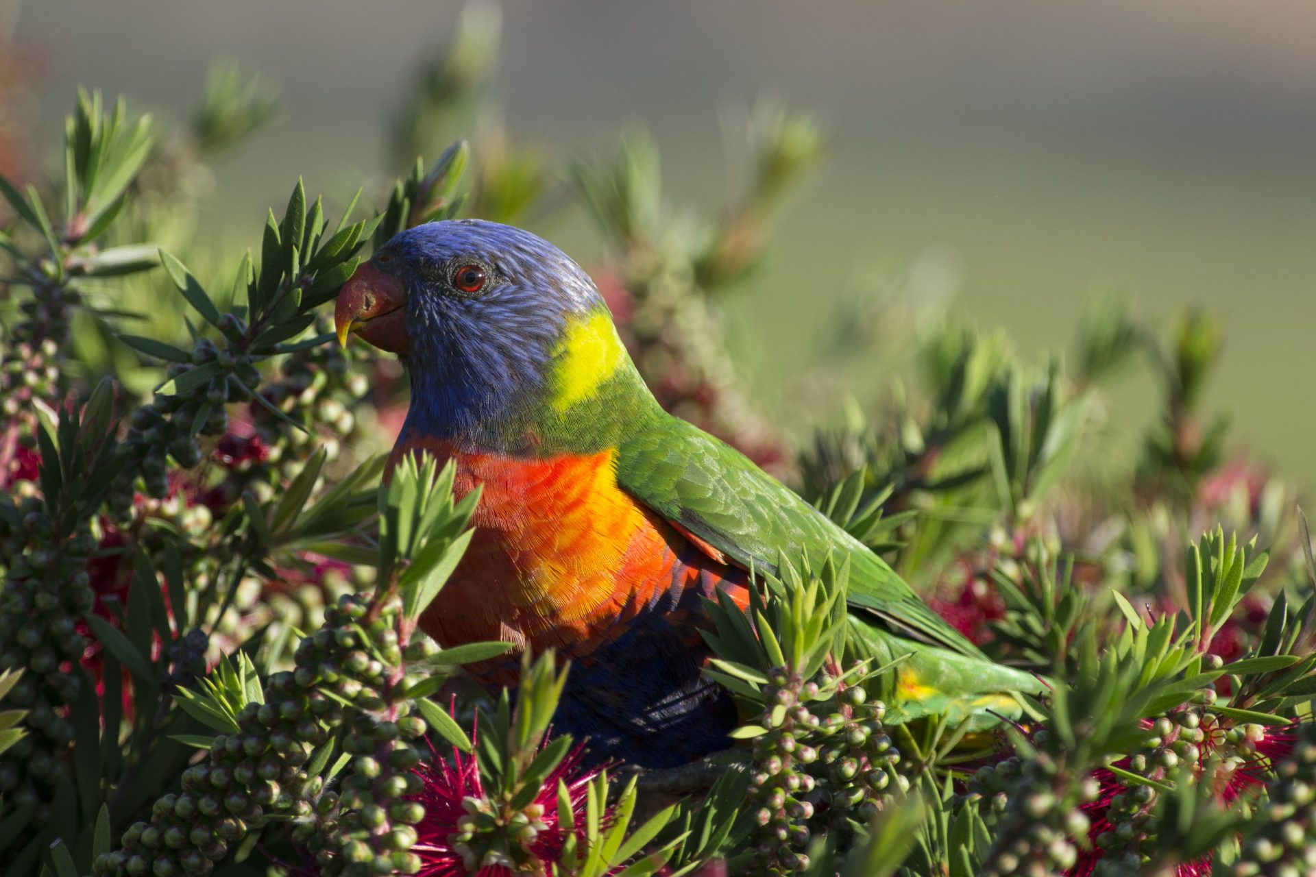 Large birds | Swan Bay Environment